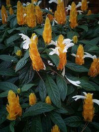 Close-up of yellow leaves on plant