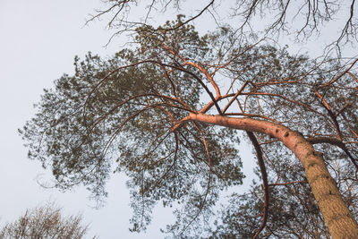 Low angle view of tree against sky