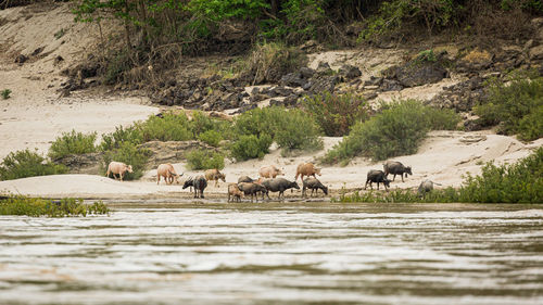 Horses in a river