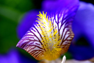 Close-up of purple flower