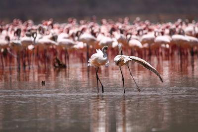 Flamingos on a lake