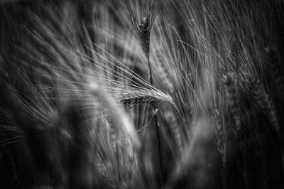 Close-up of wheat growing on field