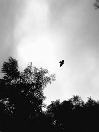 Low angle view of silhouette bird flying against sky