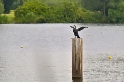 Seagull perching on wooden post