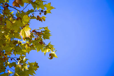 Low angle view of tree against blue sky