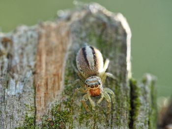 Close-up of spider on wood