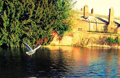 Bird by lake against trees