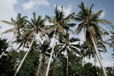 Low angle view of palm trees against sky