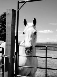 Portrait of horse standing in pen