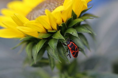 Close-up of fire bug on flower