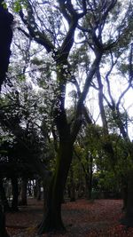 Low angle view of trees against sky