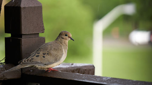 Close-up of bird perching on retaining wall