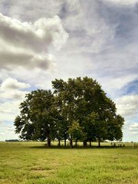 Trees on field against sky