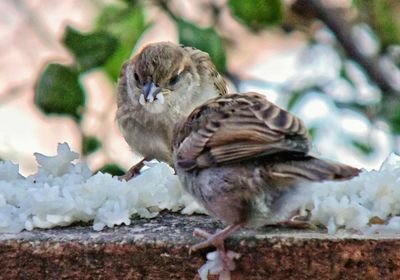 Close-up of bird perching on branch in zoo