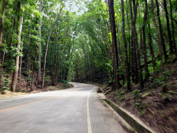 Road amidst trees in forest