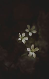 Close-up of white flowers