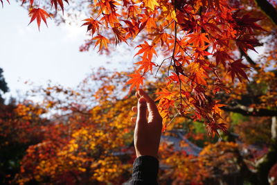 Cropped hand of person touching maple leaf during autumn