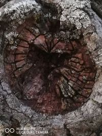 Close-up of tree trunk