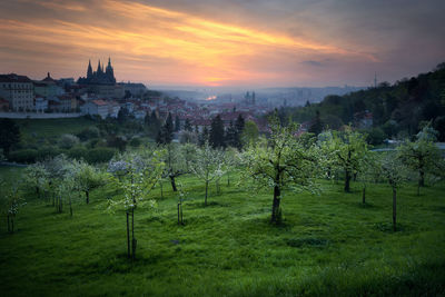 Scenic view of trees and buildings against sky during sunset