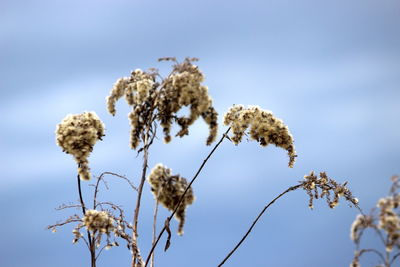 Low angle view of flowering plants against blue sky