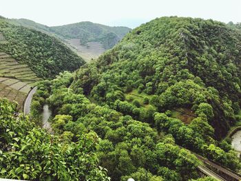 High angle view of trees and plants growing on mountain
