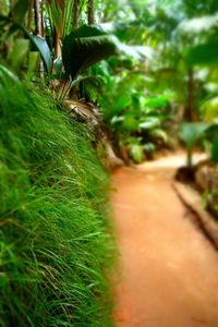 Footpath amidst trees