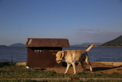 Dog walking kennel at riverbank against sky