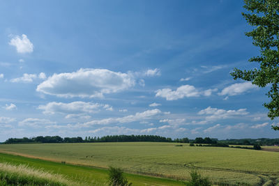 Scenic view of agricultural field against sky