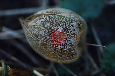 High angle view of leaf