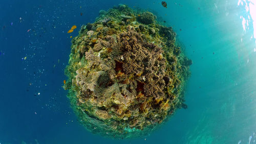 View of coral in sea