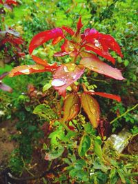 Close-up of red flowers blooming outdoors