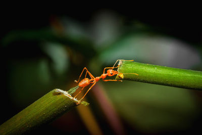 Close-up of insect on blade of grass