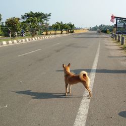 View of a dog on road