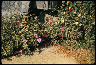 Close-up of red flowers