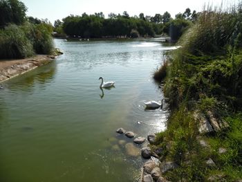 Swans swimming in lake