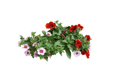 Close-up of red flowering plant against white background