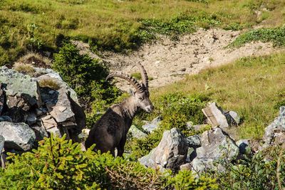 Sheep on rock