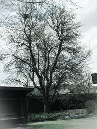 Close-up of tree against sky