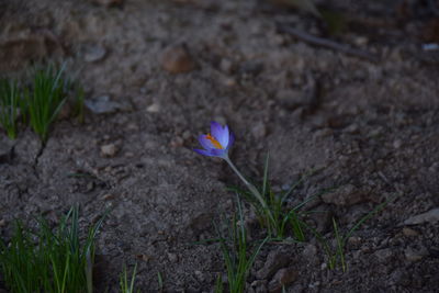 Close-up of purple crocus blooming on field