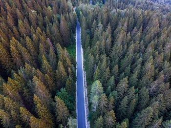 High angle view of pine trees in forest during autumn