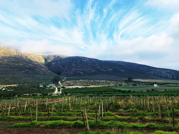 Scenic view of agricultural field against sky