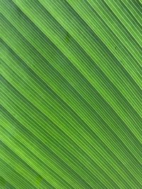 Full frame shot of palm leaves