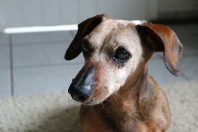 Close-up of dog looking away