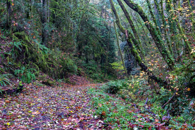 View of trees in forest
