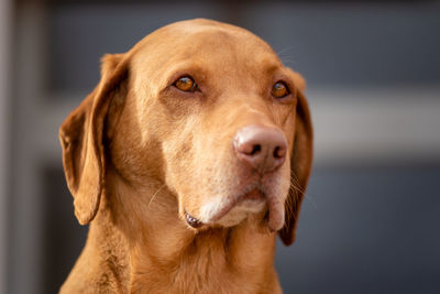 Close-up portrait of a dog looking away