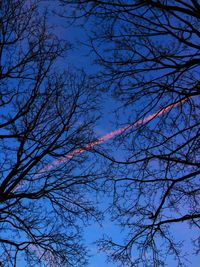 Low angle view of trees against sky