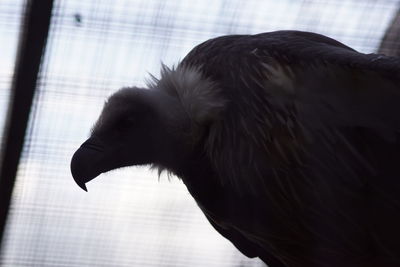 Close-up of bird in cage