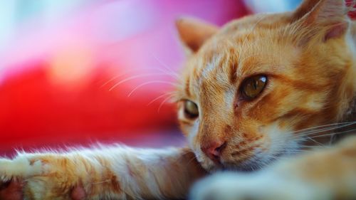 Close-up portrait of ginger cat