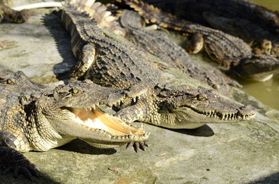 Close-up of a farm crocodile.