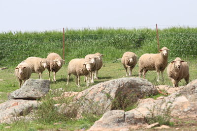 Herd of sheep on field